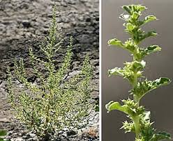 Image result for Chenopodium botrys