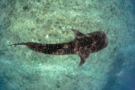 Image result for Rhincodon typus