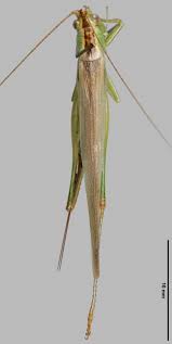 Attēlu rezultāti vaicājumam “Tettigoniodea”