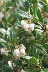 Attēlu rezultāti vaicājumam “Arctostaphylos uva-ursi leaf”