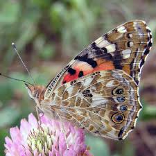 Attēlu rezultāti vaicājumam “Vanessa cardui underside”