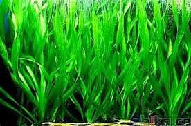 「水蘭」的圖片搜尋結果