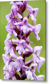 Attēlu rezultāti vaicājumam “Gymnadenia conopsea flower”