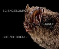 Attēlu rezultāti vaicājumam “Barbastella barbastellus”