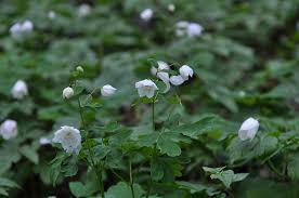 Attēlu rezultāti vaicājumam “Isopyrum thalictroides flower”