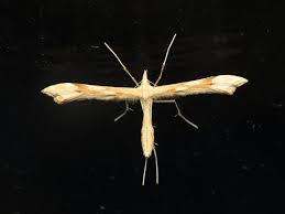 Attēlu rezultāti vaicājumam “Gillmeria pallidactyla”