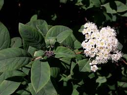 Attēlu rezultāti vaicājumam “Spiraea chamaedryfolia flower”