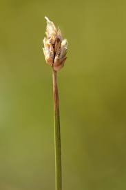 Attēlu rezultāti vaicājumam “Carex chordorrhiza”