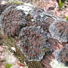 Attēlu rezultāti vaicājumam “Plectocarpon lichenum”