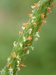 Attēlu rezultāti vaicājumam “Alopecurus aequalis leaf”