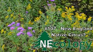 Attēlu rezultāti vaicājumam “Odontites vulgaris fruit”