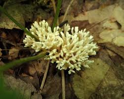 Attēlu rezultāti vaicājumam “Cribraria oregana spores”