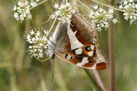 Attēlu rezultāti vaicājumam “Apatura iris female”