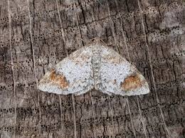 Attēlu rezultāti vaicājumam “Venusia blomeri”