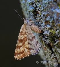 Attēlu rezultāti vaicājumam “Ematurga atomaria”