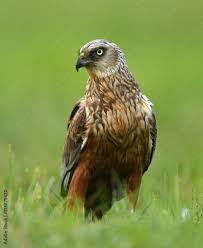 Attēlu rezultāti vaicājumam “Circus aeruginosus”