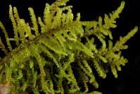 Attēlu rezultāti vaicājumam “Palustriella commutata”