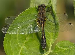 Attēlu rezultāti vaicājumam “Leucorrhinia caudalis”