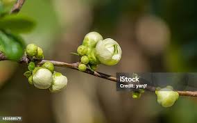 Attēlu rezultāti vaicājumam “Aronia melanocarpa bud”