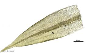 Attēlu rezultāti vaicājumam “Leskea polycarpa”