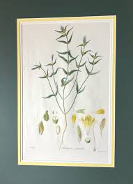 Attēlu rezultāti vaicājumam “Melampyrum sylvaticum”