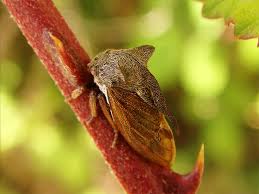 Attēlu rezultāti vaicājumam “Centrotus cornutus”