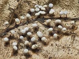 Attēlu rezultāti vaicājumam “Didymium squamulosum spores”