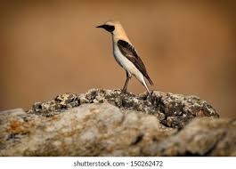 Image result for Oenanthe hispanica