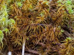 Attēlu rezultāti vaicājumam “Helodium blandowii sporophyte”