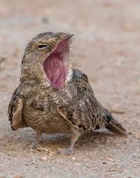 Image result for Caprimulgus aegyptius