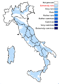 Attēlu rezultāti vaicājumam “Megalaria grossa”