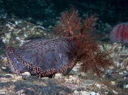 Image result for Cucumaria frondosa