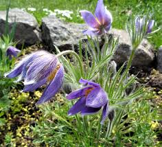 Image result for Kuhschelle