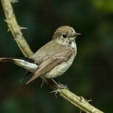 Image result for Ficedula albicilla