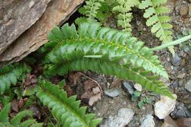 Attēlu rezultāti vaicājumam “Polystichum lonchitis”