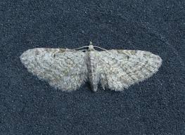 Attēlu rezultāti vaicājumam “Eupithecia tenuiata”