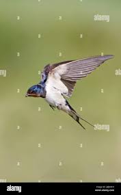 Attēlu rezultāti vaicājumam “Hirundo rustica adult”