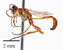 Attēlu rezultāti vaicājumam “Ammophila sp.”