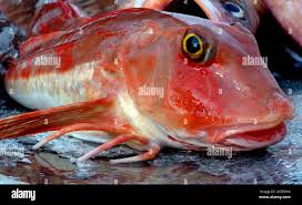 Image result for Chelidonichthys cuculus