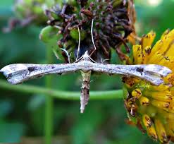 Attēlu rezultāti vaicājumam “Platyptilia sp.”