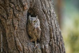 Image result for Otus scops