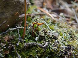 Attēlu rezultāti vaicājumam “Buxbaumia aphylla”