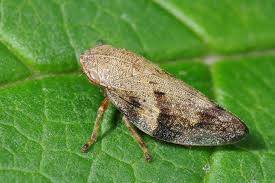 Attēlu rezultāti vaicājumam “Aphrophora alni imago”