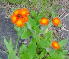 Image result for Hieracium aurantiacum