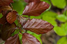 Attēlu rezultāti vaicājumam “Fagus sylvatica fo. purpurea leaf”