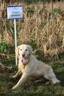 named after dog breeds ! - via Daymix