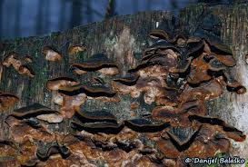 Attēlu rezultāti vaicājumam “Hymenochaete rubiginosa”