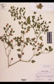 Attēlu rezultāti vaicājumam “Solanaceae”