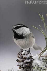 Image result for Poecile montana