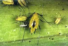 Attēlu rezultāti vaicājumam “Aphididae”